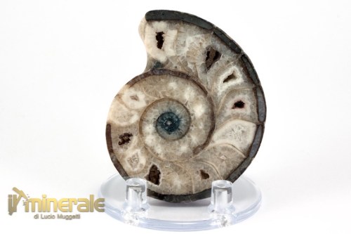 FS948-3_fossili_collezione_molluschi_ammoniti_nigeria