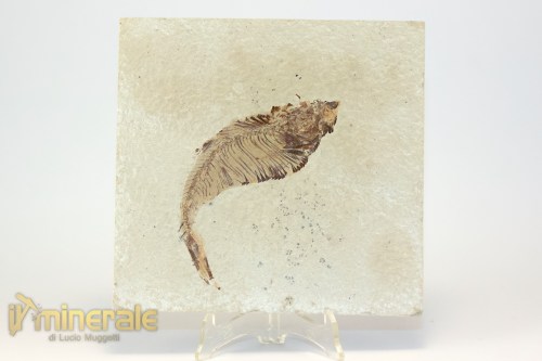 FS948-3_fossili_collezione_vertebrati_pesci_diplomistus_wyoming