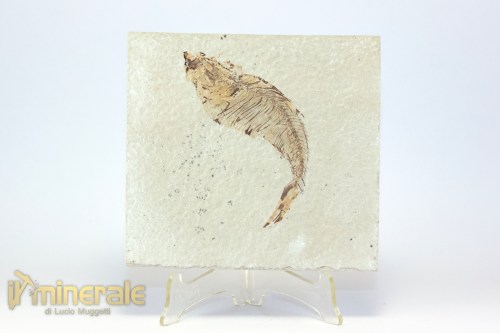 FS948-5_fossili_collezione_vertebrati_pesci_diplomistus_wyoming