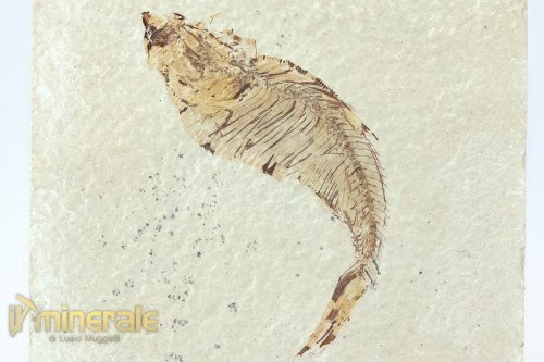 FS948-6_fossili_collezione_vertebrati_pesci_diplomistus_wyoming