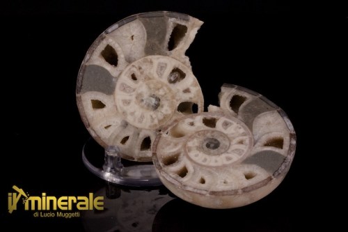 FS949-1_fossili_collezione_molluschi_ammoniti_nigeria