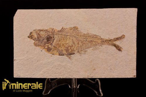 FS949-1_fossili_collezione_vertebrati_pesci_diplomistus_wyoming