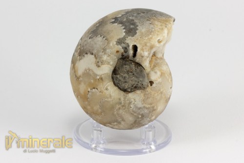 FS949-2_fossili_collezione_invertebrati_ammoniti_vascoceras_nigeria.logo