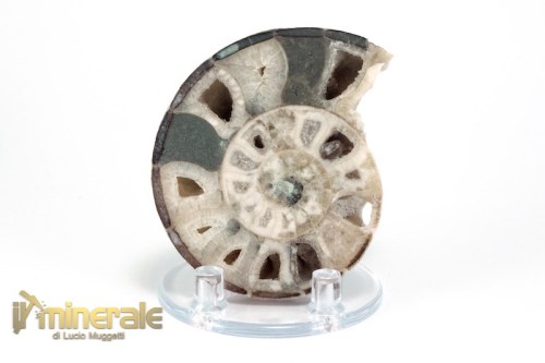 FS949-2_fossili_collezione_molluschi_ammoniti_nigeria