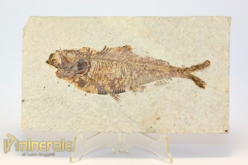 FS949-2_fossili_collezione_vertebrati_pesci_diplomistus_wyoming