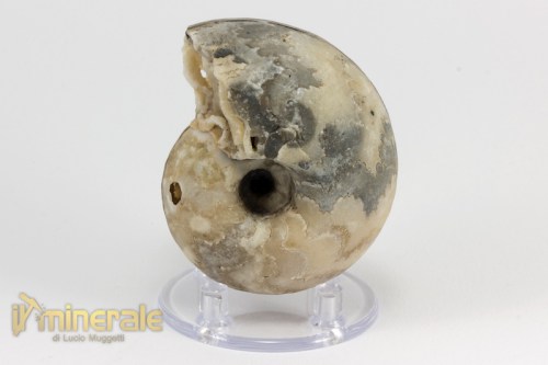 FS949-3_fossili_collezione_invertebrati_ammoniti_vascoceras_nigeria.logo