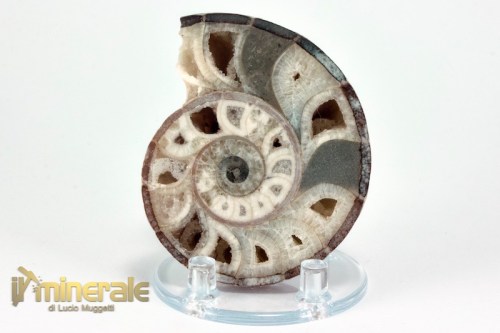 FS949-3_fossili_collezione_molluschi_ammoniti_nigeria