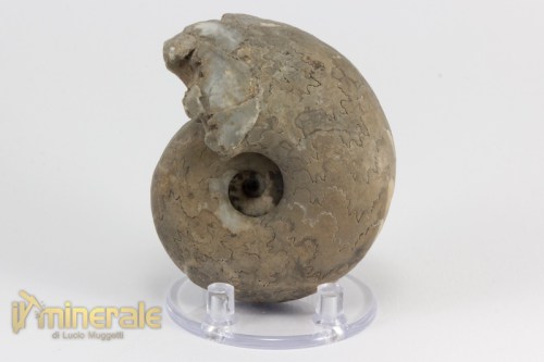 FS950-2_fossili_collezione_invertebrati_ammoniti_vascoceras_nigeria.logo