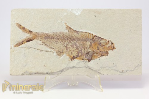 FS950-2_fossili_collezione_vertebrati_pesci_diplomistus_wyoming