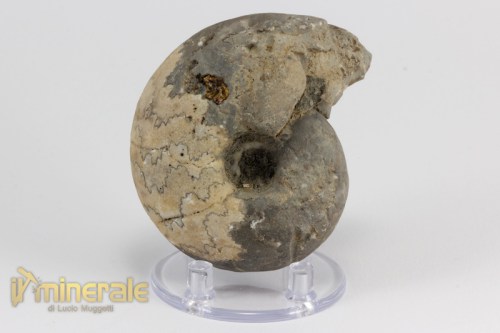 FS950-3_fossili_collezione_invertebrati_ammoniti_vascoceras_nigeria.logo