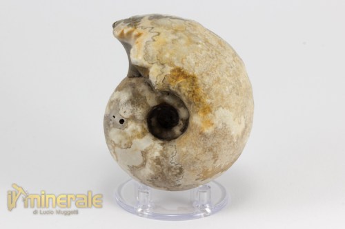 FS951-2_fossili_collezione_invertebrati_ammoniti_vascoceras_nigeria.logo