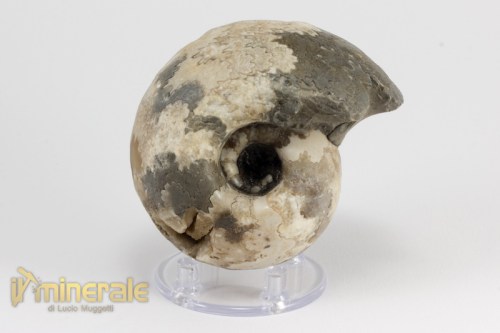 FS951-3_fossili_collezione_invertebrati_ammoniti_vascoceras_nigeria.logo