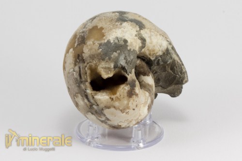 FS951-4_fossili_collezione_invertebrati_ammoniti_vascoceras_nigeria.logo