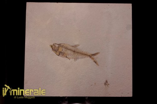 FS953-1_fossili_collezione_vertebrati_pesci_diplomistus_wyoming2