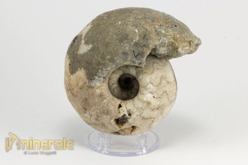 FS953-2_fossili_collezione_invertebrati_ammoniti_vascoceras_nigeria.logo