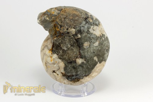 FS953-3_fossili_collezione_invertebrati_ammoniti_vascoceras_nigeria.logo