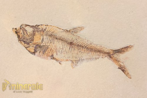 FS953-3_fossili_collezione_vertebrati_pesci_diplomistus_wyoming