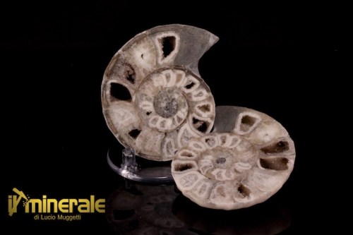 FS954-1_fossili_collezione_molluschi_ammoniti_nigeria