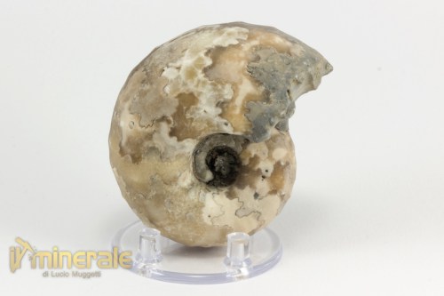 FS954-2_fossili_collezione_invertebrati_ammoniti_thomastes_nigeria.logo