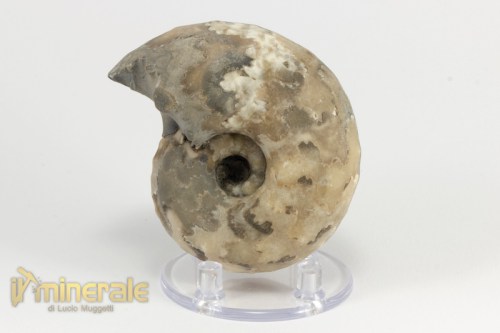 FS954-3_fossili_collezione_invertebrati_ammoniti_thomastes_nigeria.logo