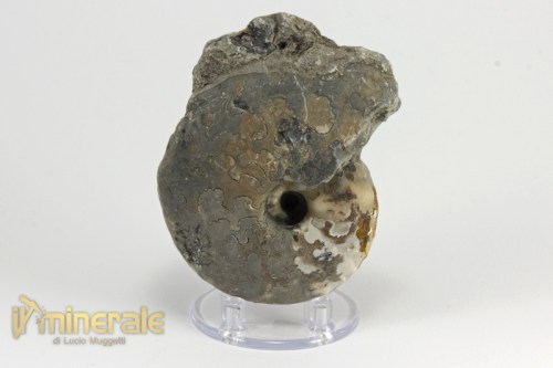 FS955-2_fossili_collezione_invertebrati_ammoniti_thomastes_nigeria.logo