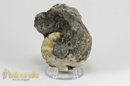 FS955-3_fossili_collezione_invertebrati_ammoniti_thomastes_nigeria.logo