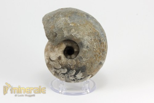 FS956-2_fossili_collezione_invertebrati_ammoniti_thomastes_nigeria.logo