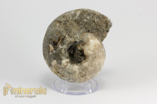 FS956-3_fossili_collezione_invertebrati_ammoniti_thomastes_nigeria.logo