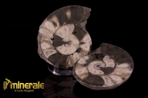 FS957-1_fossili_collezione_molluschi_ammoniti_nigeria