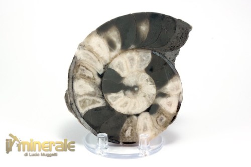 FS957-2_fossili_collezione_molluschi_ammoniti_nigeria