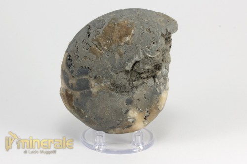 FS957-3_fossili_collezione_invertebrati_ammoniti_thomastes_nigeria.logo