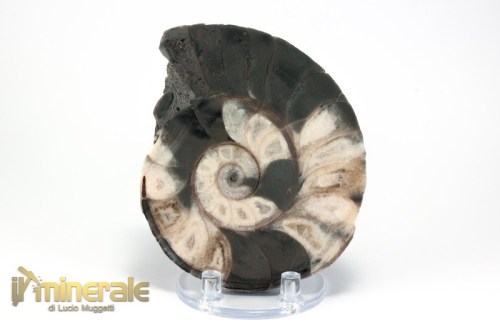 FS957-3_fossili_collezione_molluschi_ammoniti_nigeria