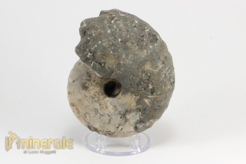 FS958-2_fossili_collezione_invertebrati_ammoniti_thomastes_nigeria.logo