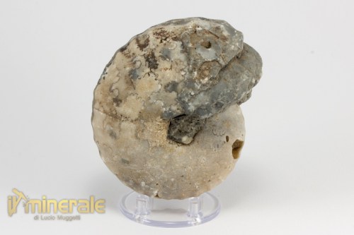 FS958-3_fossili_collezione_invertebrati_ammoniti_thomastes_nigeria.logo