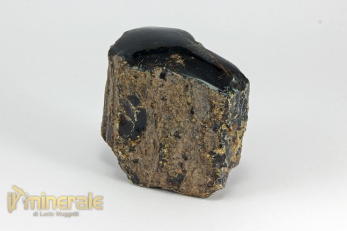 FS970-2_fossili_collezione_vegetali_ambra_naturale.logo