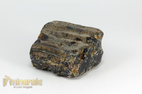 FS970-3_fossili_collezione_vegetali_ambra_naturale.logo