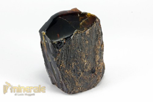 FS972-2_fossili_collezione_vegetali_ambra_naturale_indonesia.logo