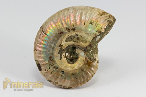 FS974-2_fossili_collezione_invertebrati_cefalopodi_ammoniti_madagascar_perisphinctes.logo