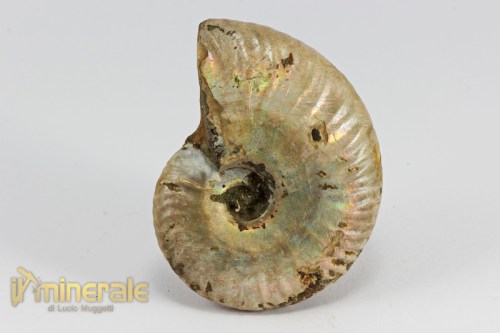 FS974-3_fossili_collezione_invertebrati_cefalopodi_ammoniti_madagascar_perisphinctes.logo