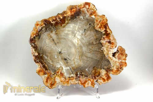 FS985-2_fossili_collezione_arredamento_legno_silicizzato_madagascar.logo