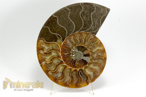 FS986-2_fossili_collezione_arredamento_ammonite_cleoniceras_madagascar.logo