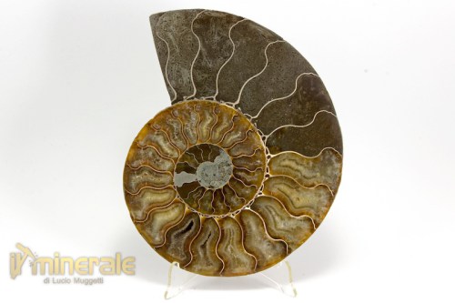 FS986-3_fossili_collezione_arredamento_ammonite_cleoniceras_madagascar.logo