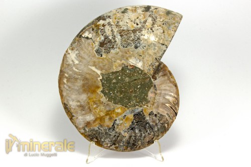 FS986-5_fossili_collezione_arredamento_ammonite_cleoniceras_madagascar.logo