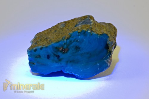 Fossili_collezione_ambra_indonesia_1_wood_.logo