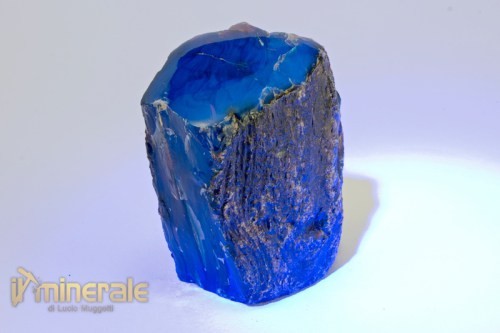 Fossili_collezione_ambra_indonesia_2_wood_.logo