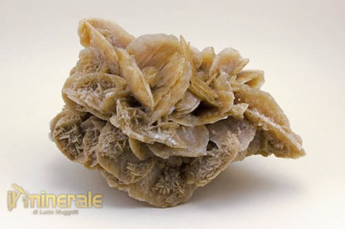 MN1556-2_minerali_collezione_arredamento_rosa_deserto.logo