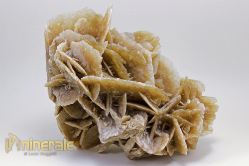 MN1768-2_minerali_collezione_arredamento_gesso_rose_del_deserto_tunisia.logo