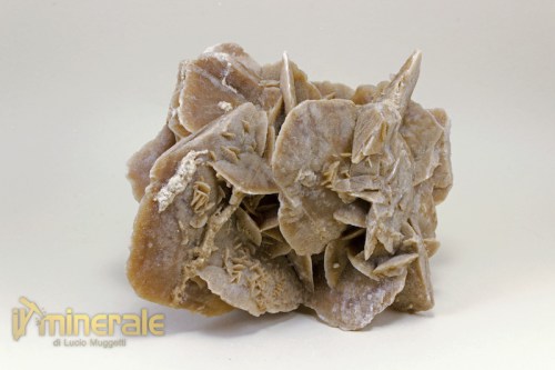 MN1769-2_minerali_collezione_arredamento_gesso_rose_del_deserto_tunisia.logo