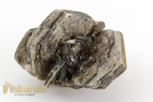 MN2372-2_minerali_collezione_silicati_mica_muscovite.logo