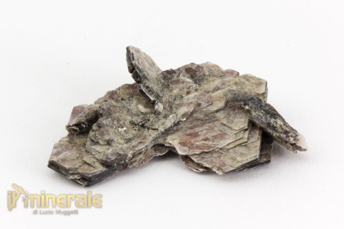 MN2374-2_minerali_collezione_silicati_mica_muscovite.logo